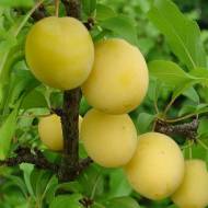 Саженец Слива колоновидная Мирабель